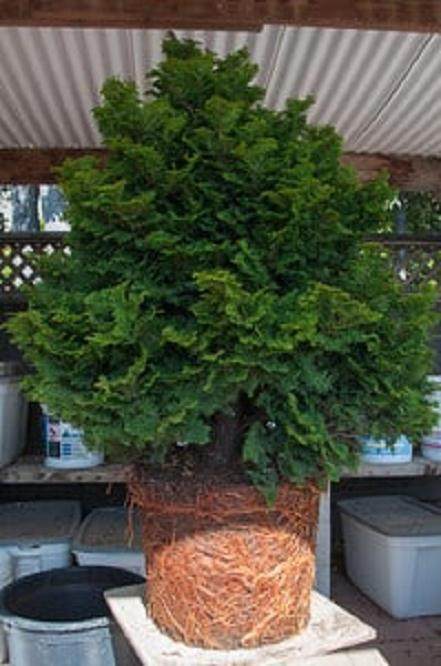 如何对柏树盆景的进行空中压条?