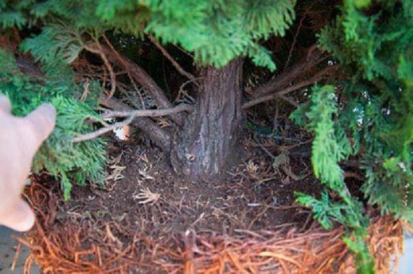 图解 如何对柏树盆景的进行空中压条