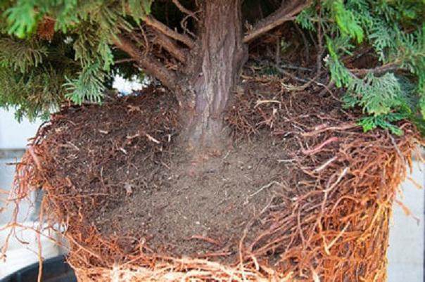 图解 如何对柏树盆景的进行空中压条