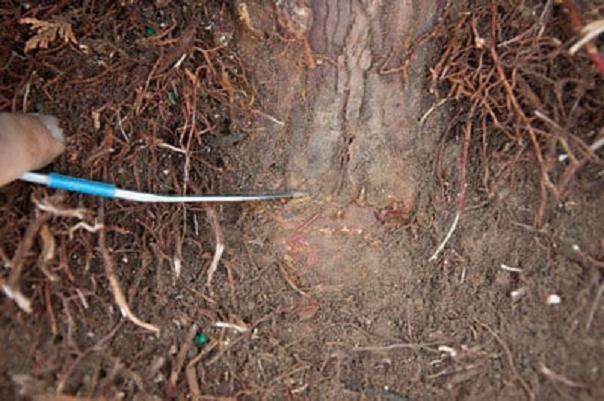 图解 如何对柏树盆景的进行空中压条