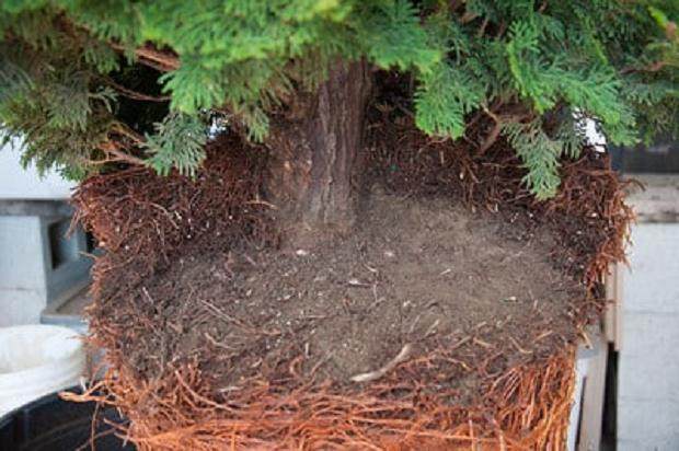 图解 如何对柏树盆景的进行空中压条