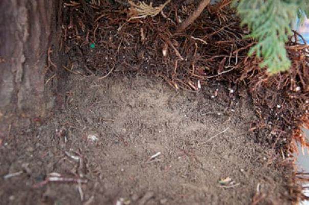 图解 如何对柏树盆景的进行空中压条