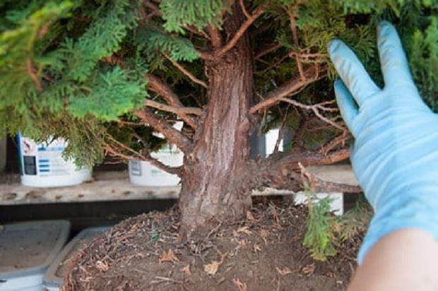 图解 如何对柏树盆景的进行空中压条