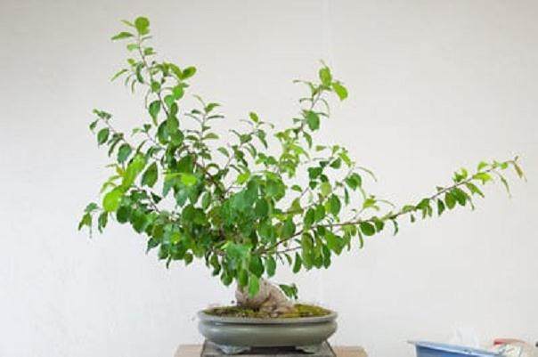 榕树盆景的修剪技巧