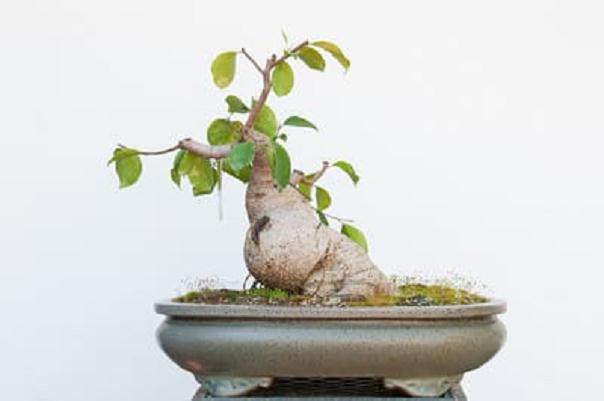 榕树盆景的修剪技巧