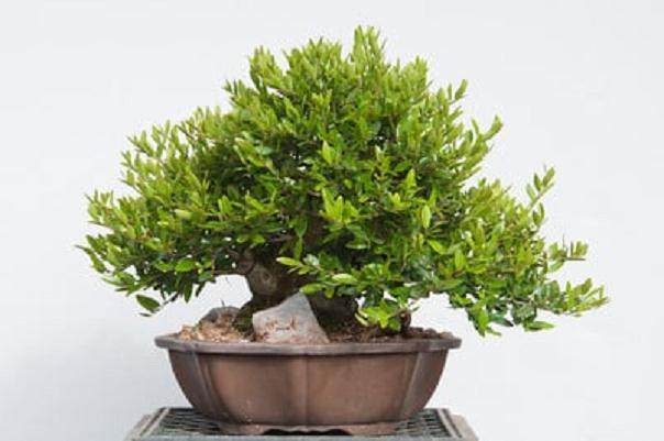 野冬青盆景的修剪之前和之后