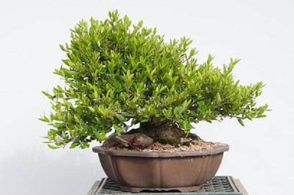 野冬青盆景的修剪之前和之后 图片