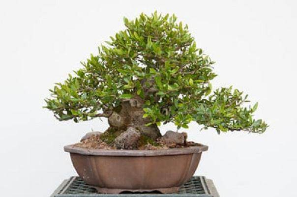 野冬青盆景的修剪之前和之后 图片