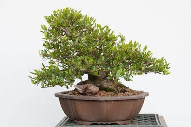 野冬青盆景的修剪之前和之后 图片