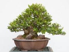 野冬青盆景的修剪之前和之后 图片