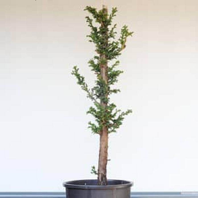 柳杉盆景怎么压条生根的技巧 图片