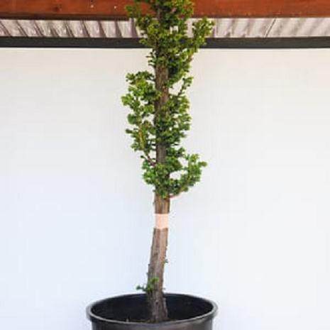 柳杉盆景怎么压条生根的技巧 图片