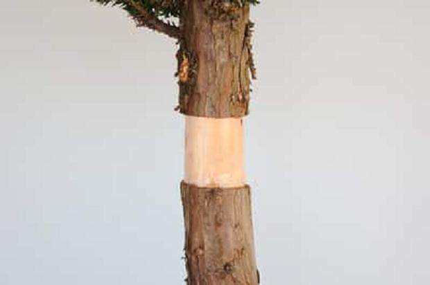 柳杉盆景怎么压条生根的技巧 图片