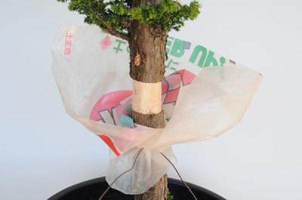 柳杉盆景怎么压条生根的技巧 图片