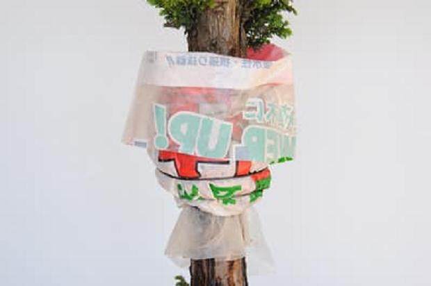 柳杉盆景怎么压条生根的技巧 图片