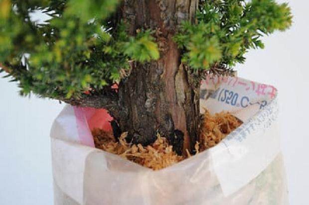 柳杉盆景怎么压条生根的技巧 图片