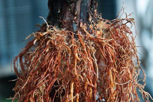 柳杉盆景怎么压条生根的技巧 图片