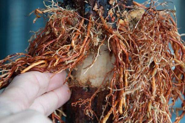 柳杉盆景怎么压条生根的技巧 图片