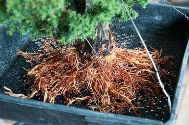 柳杉盆景怎么压条生根的技巧 图片