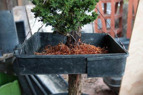 柳杉盆景怎么压条生根的技巧 图片