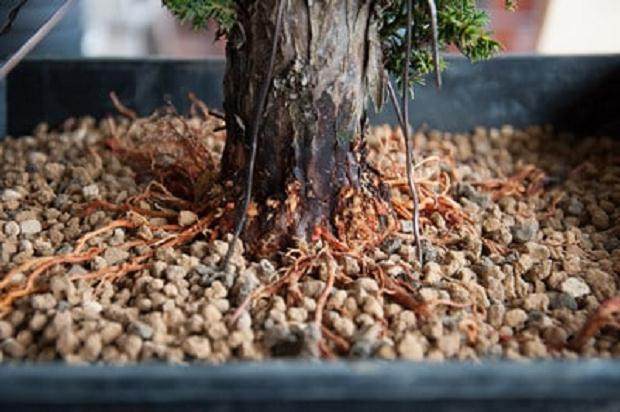 柳杉盆景怎么压条生根的技巧 图片