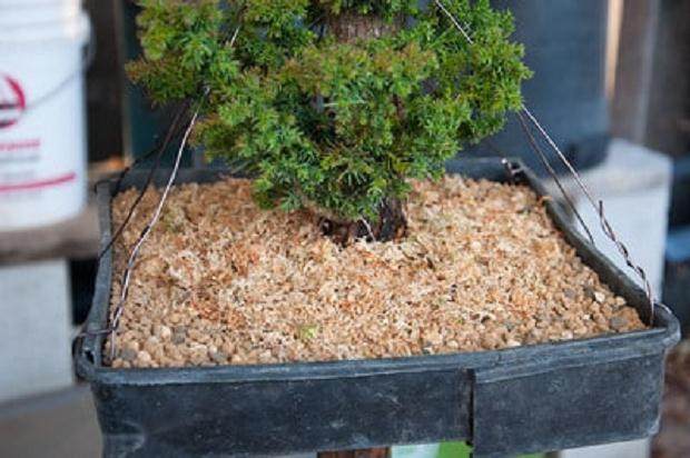 柳杉盆景怎么压条生根的技巧 图片