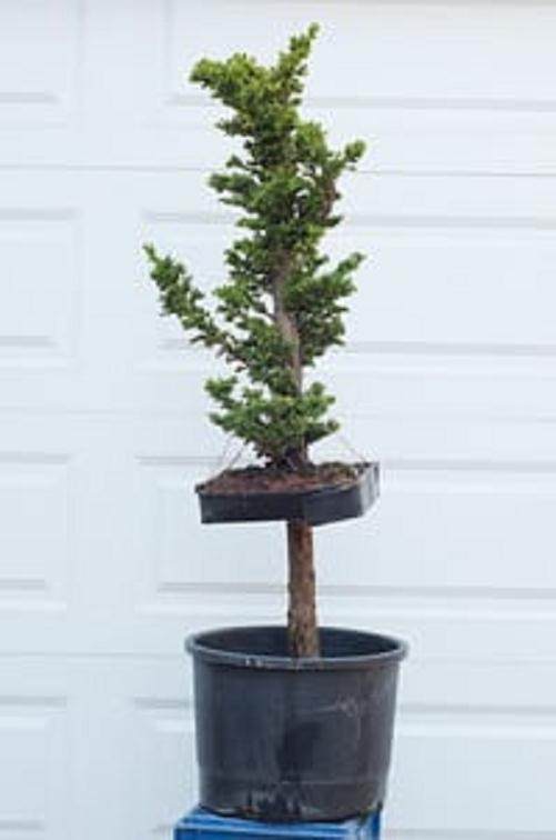 柳杉盆景怎么压条生根的技巧 图片