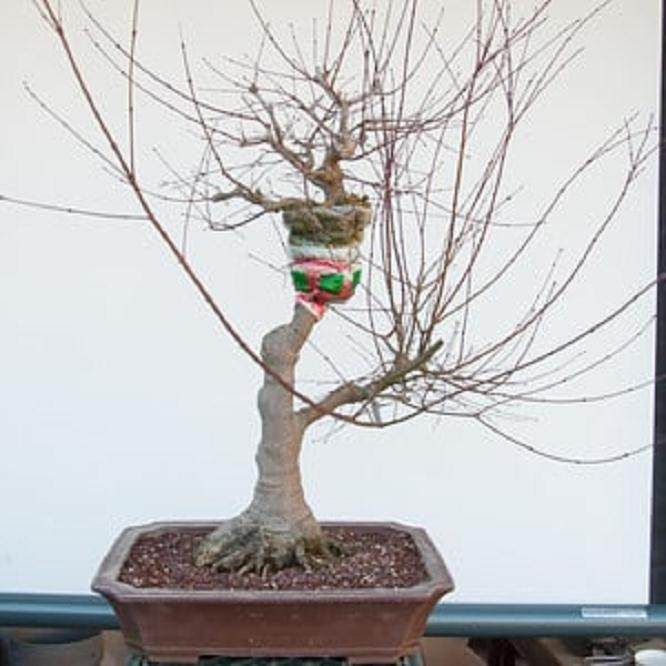 我是如何在一个老枫树盆景上做空中压条的?