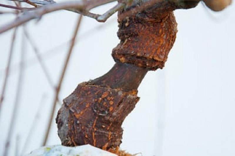 图解 怎么在枫树盆景发芽后做空中压条