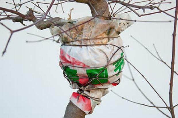 图解 怎么在枫树盆景发芽后做空中压条