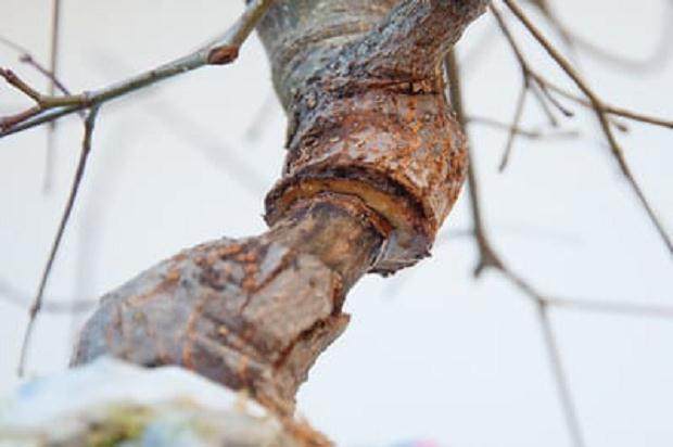 图解 怎么在枫树盆景发芽后做空中压条