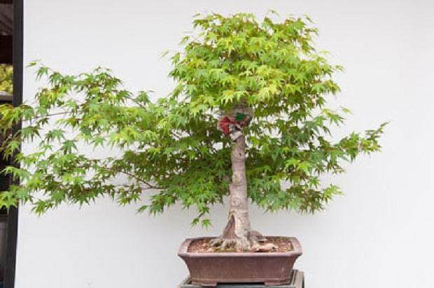 图解 怎么在枫树盆景发芽后做空中压条