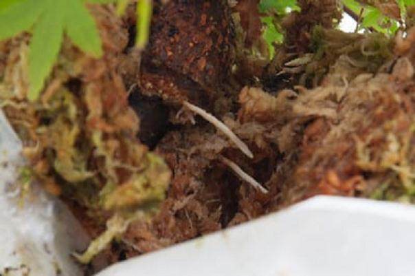 图解 怎么在枫树盆景发芽后做空中压条