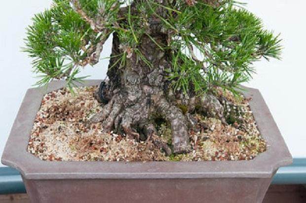 如何对黑色的松树盆景进行修剪 图片