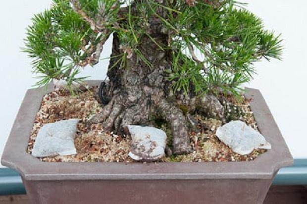 如何对黑色的松树盆景进行修剪 图片