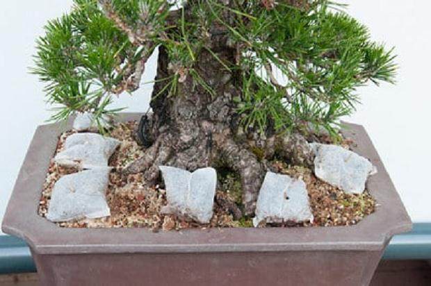 如何对黑色的松树盆景进行修剪 图片
