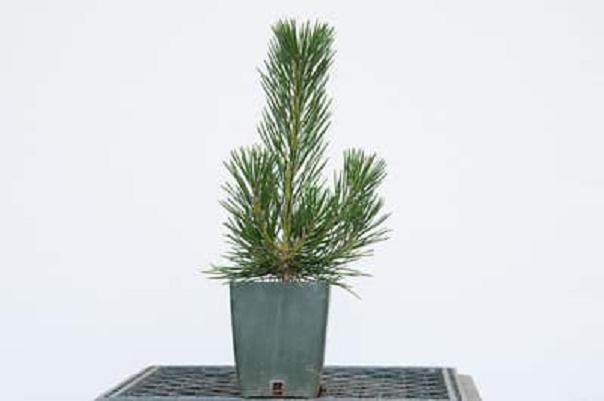 什么时候适合修剪黑松树盆景?