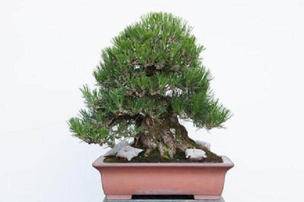 图解 春季最适合修剪黑松树盆景