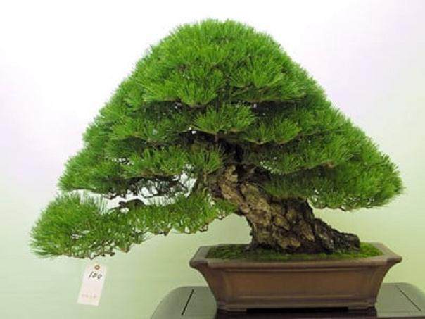 怎么在春季对松树盆景发芽修剪 图片