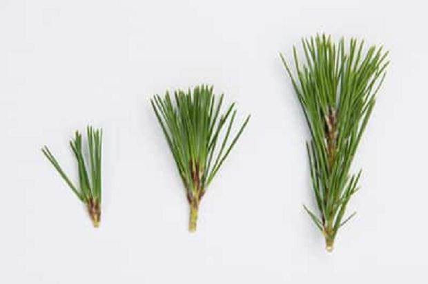 如何修剪黑松树盆景的春芽