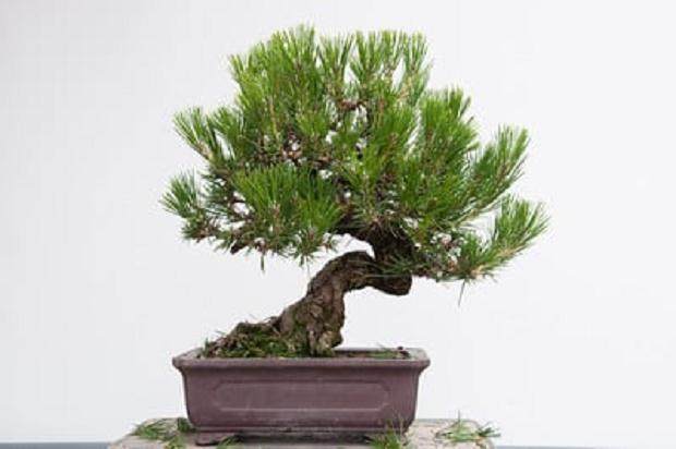 图解 如何修剪黑松树盆景的春芽