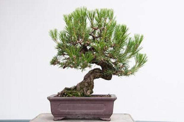 图解 如何修剪黑松树盆景的春芽