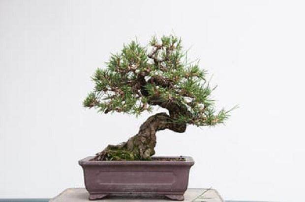 图解 如何修剪黑松树盆景的春芽