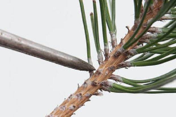 我们为什么要修剪黑松盆景的松针?