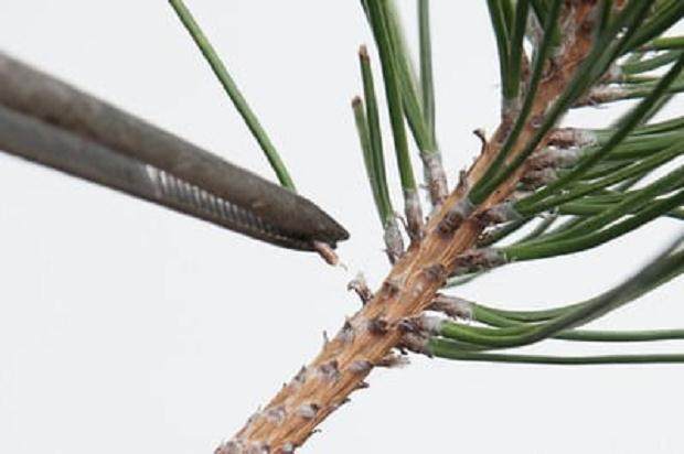 图解 我们为什么要修剪黑松盆景的松针