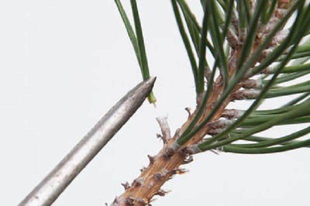 图解 我们为什么要修剪黑松盆景的松针