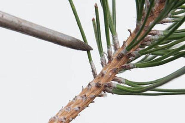 图解 我们为什么要修剪黑松盆景的松针