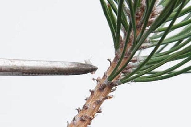 图解 我们为什么要修剪黑松盆景的松针