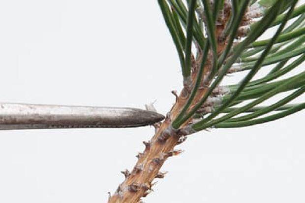 图解 我们为什么要修剪黑松盆景的松针