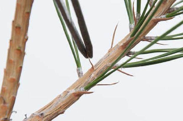 图解 我们为什么要修剪黑松盆景的松针